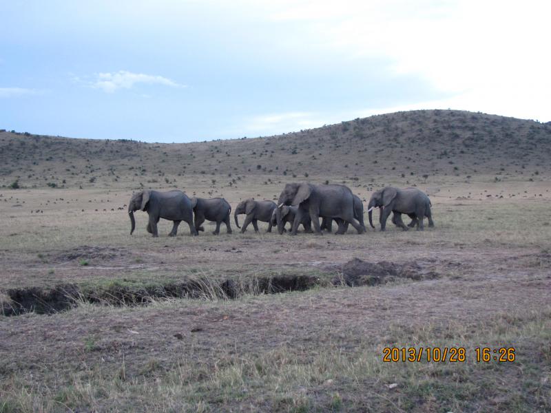 Elefánt csorda Masai Mara