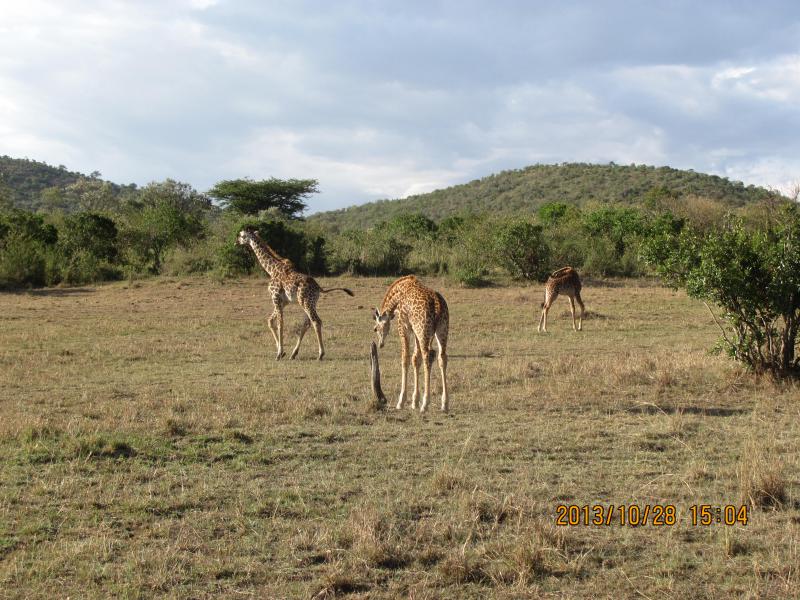 Zsiráfok kajálnak Masai Mara