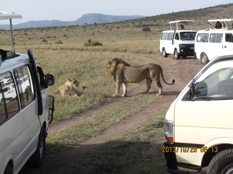 Szimba udvarol Masai Mara
